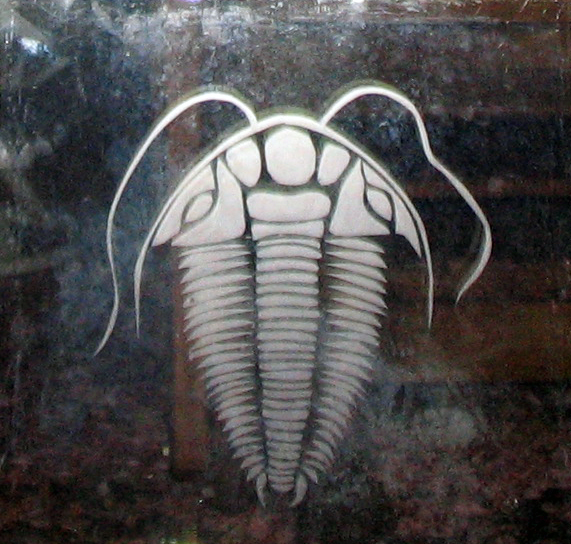 eteched trilobite